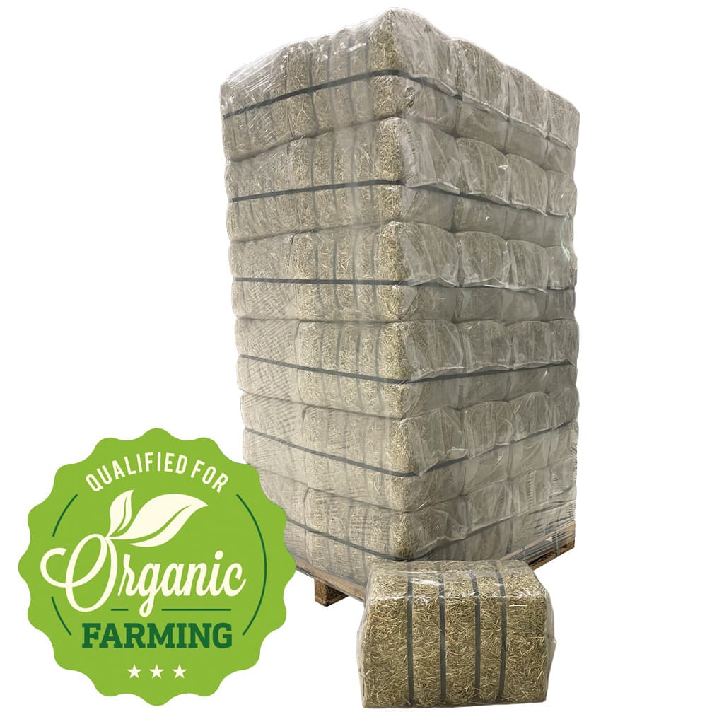 Indulgere Diapositiva Burger Cappotto Pelle Donna Portare Estetico È - Foto 6